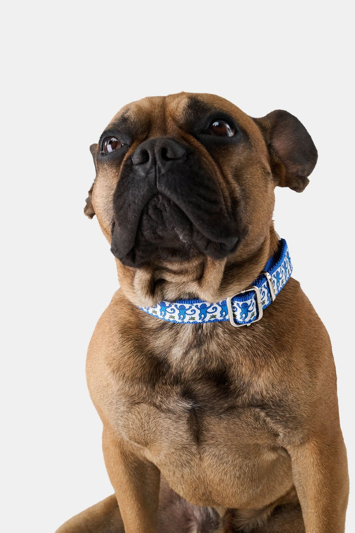 The Roller Rabbit Monkey Dog Collar is a blue nylon collar with a silver buckle and D-ring, featuring a white ribbon with blue monkeys and green plants—perfect to pair with a matching leash.