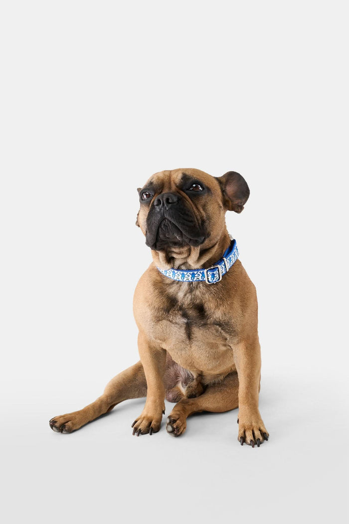 The Roller Rabbit Monkey Dog Collar is a blue nylon collar with a silver buckle and D-ring, featuring a white ribbon with blue monkeys and green plants—perfect to pair with a matching leash.